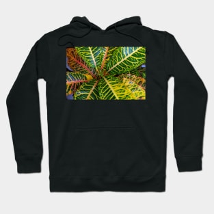 Excelente Rushfoil Croton Hoodie